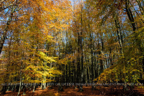 Argenta+Wellness+British+Woodland+Autumn+copyright-124